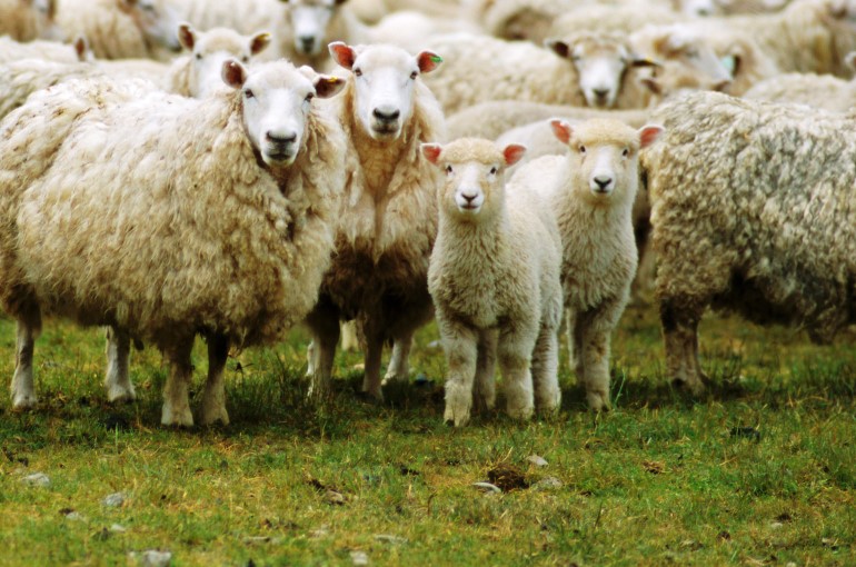sheep-farming.jpg