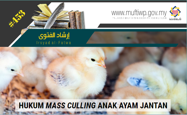 IF 453 anak ayam