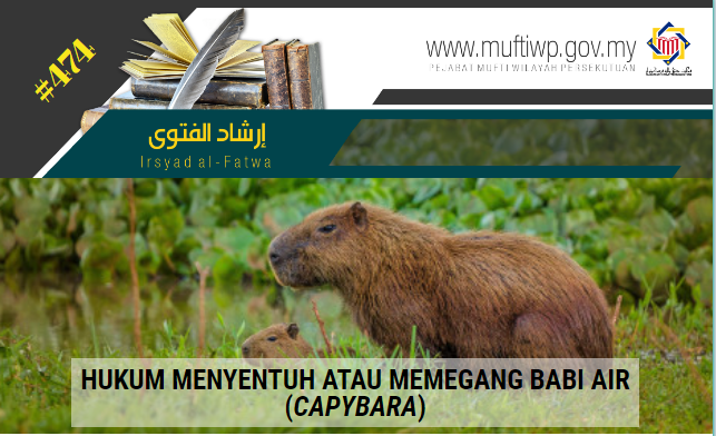 IF 474 capybara