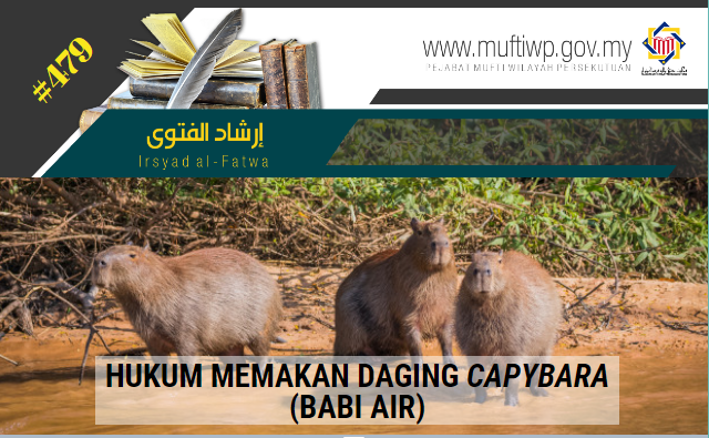 IF 479 capybara