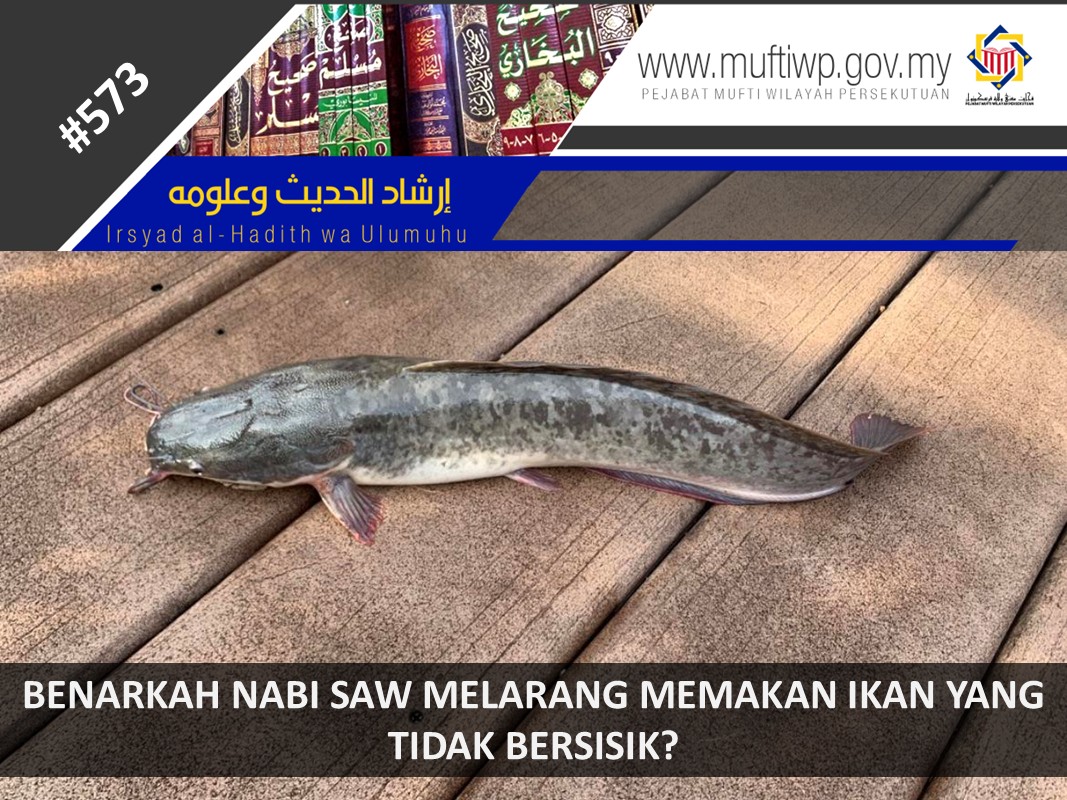 NABI_SAW_MELARANG_MEMAKAN_IKAN_YANG_TIDAK_BERSISIK.jpg