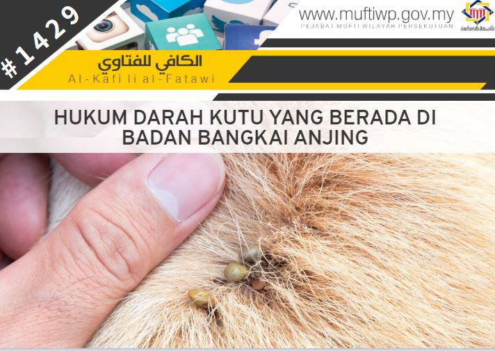 kutU ANJING.JPG