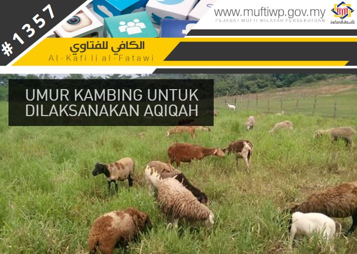 umur kambing utk aqiqah.JPG